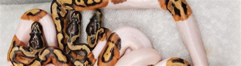 Image result for Ball Python Breeding 2014