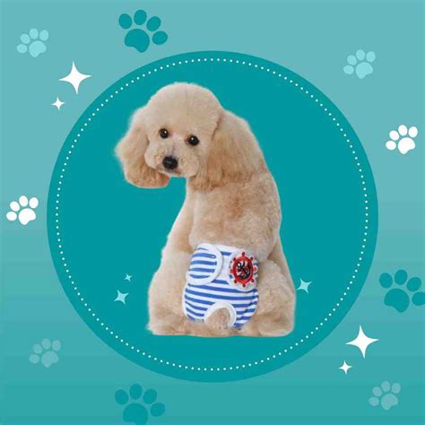 Elevate Style: Premium Pets Diapers for Fashionable Infants