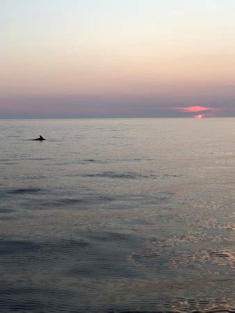 Pula Dolphin - 2022 What to Know Before You Go (with Photos) - Tripadvisor