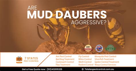 Are Mud Daubers Aggressive? 7 State Pest Control.