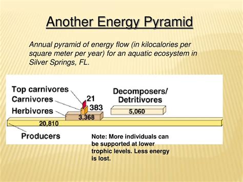 Image result for Ecological Pyramids Explained