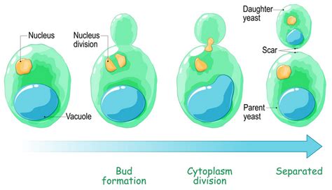 பாலிலி இனப்பெருக்கம் | Asexual reproduction