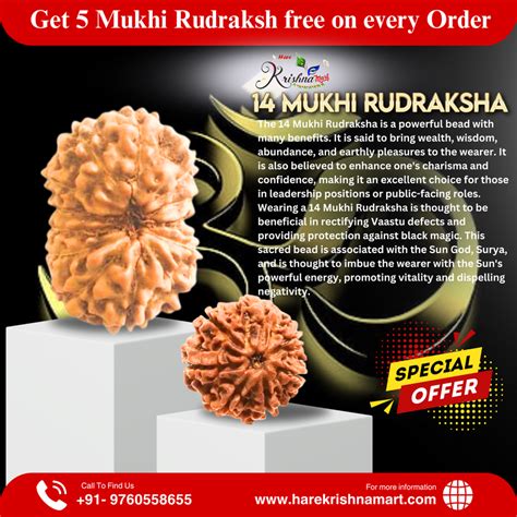 Certified 14 Mukhi Rudraksha|14 Mukhi Rudraksha Price|14 Mukhi ...