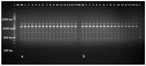 Establishment of an Efficient Micropropagation System for Humulus ...