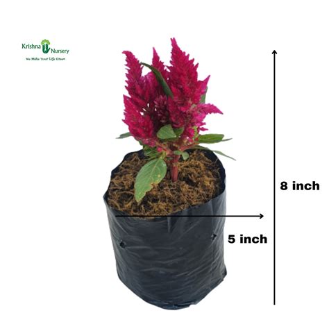 Krishna Nursery | We Make Your Life Green | Horticulture Services