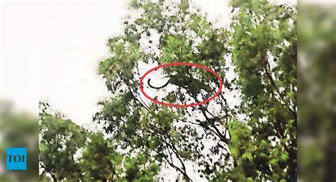 Bokaro: Leopard Attacks Woman In Bokaro, Admin Sounds Alert | Ranchi ...