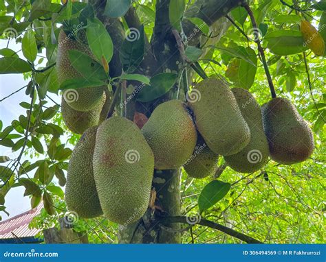 Cempedak Or Artocarpus Integer, Sweet Tropical Fruits, Same Genus As Jackfruit. It Is Native ...