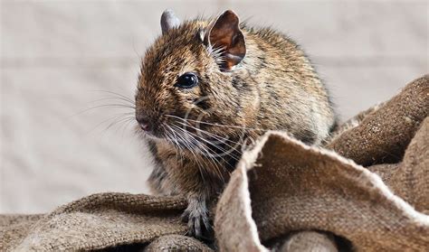 Trusted Rodent Removal Pest Services in Orlando, FL