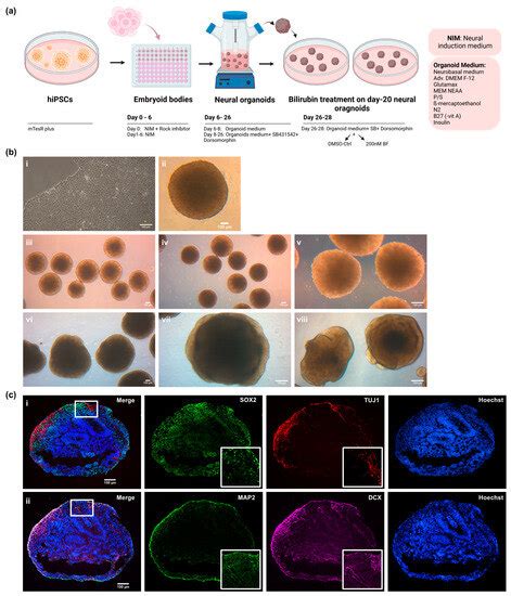 Free Bilirubin Induces Neuro-Inflammation in an Induced Pluripotent ...