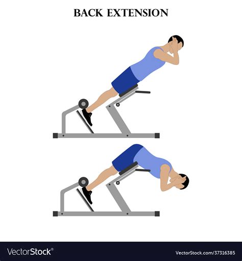 Back Extension Muscles Worked 的图像结果