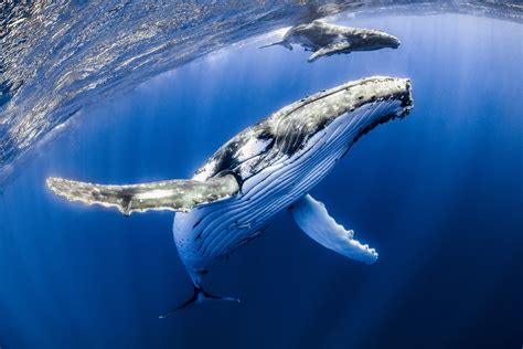 Humpback Whale Eating Fish