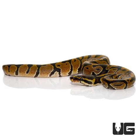 Image result for Baby Albino Ball Python