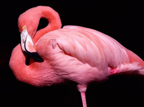 Pink flamingo wallpaper | 1600x1200 | #13982