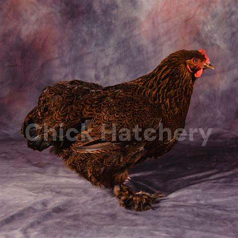 Partridge Cochin Chicken