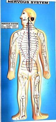 PANDAS HUMAN NERVOUS SYSTEM Anatomical Body Model Price in India - Buy ...