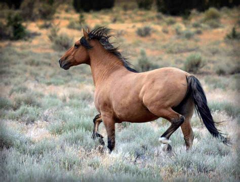 Wild Mustang Horse Animals