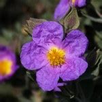 Simbolika cvijeća – Cvijeće & priroda