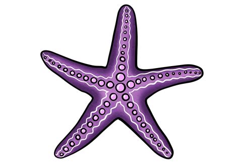 Simple Starfish Drawing Amazon.com: Sense Canvas Starfish Bright Ocean