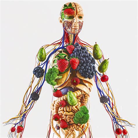 A human figure made with a fruit showing body parts using fruits ...