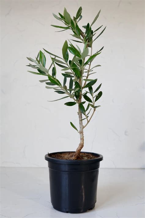 Small Olive Plants – jayporeolives