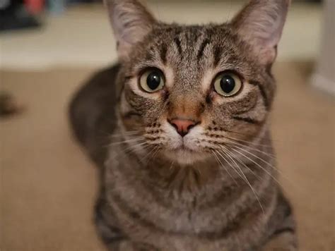 Image result for Clicker Training Cats