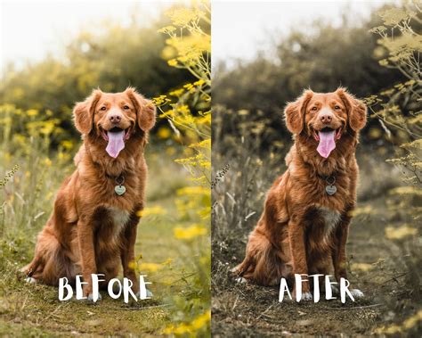 10 Dogs Lightroom Presets, Dogs Presets, Pets Presets for Lightroom ...