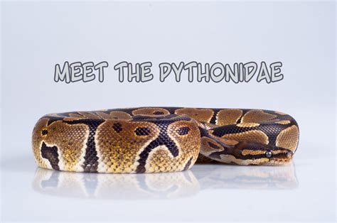 Pythonidae 的图像结果