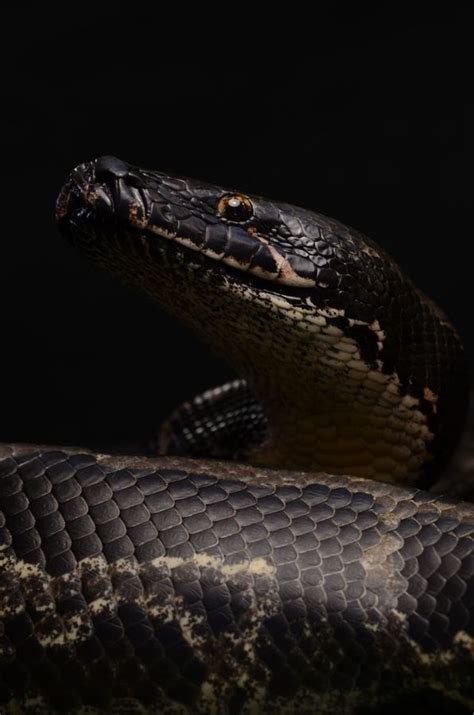 Image result for Black Demon Python