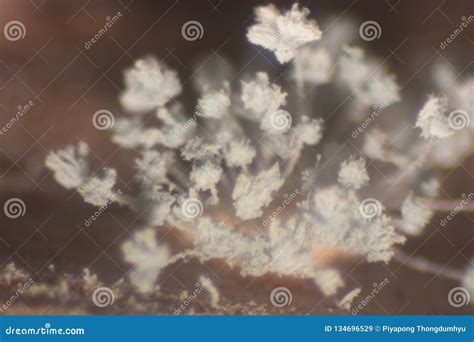 Fungi,Rhizopus Bread Mold Under the Microscope. Stock Image - Image of ...
