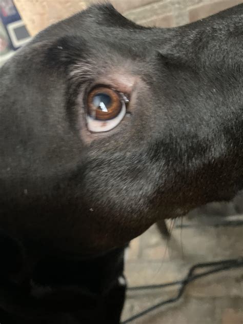 What is this brown splotch on the cornea? He’s had it for as long as I ...