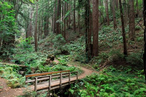 Purisima Creek Redwood, parc naturel de Californie - Randonnée
