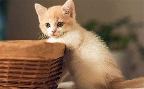 【精】可爱的小猫优秀作文15篇