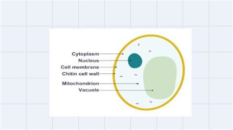 mam what is cytoplasm - Brainly.in