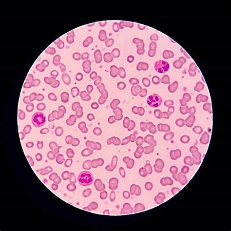 Image result for Cell Types Under Microscope