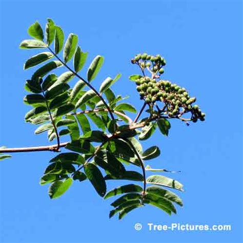 Image result for Mountain Ash Tree Problems
