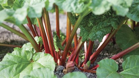 The joys of growing rhubarb - ABC Organic Gardener Magazine