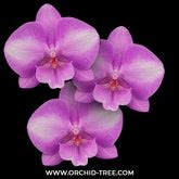 Buy Phalaenopsis Orchids Online India | Moth Orchid Colors Flower ...