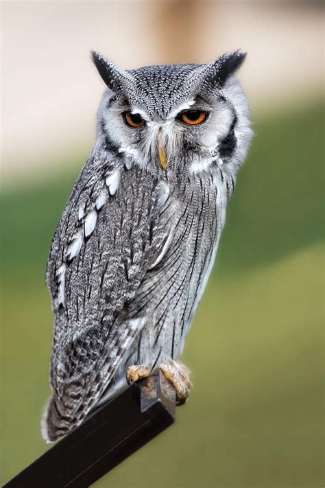 Northern Whitefaced Owl In Kenya