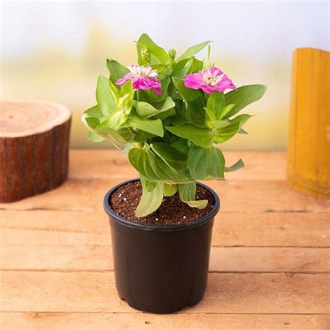 Buy Zinnia Plants online from Nurserylive at lowest price.