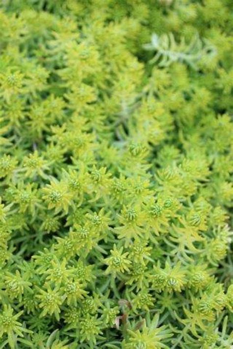 Sedum rupestre 'Angelina' - Devil Mountain Wholesale Nursery
