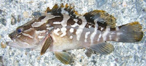 Image result for Science Textbook Example