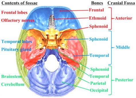 Anatomyzone Cranial Fossa at Martha Ehrlich blog