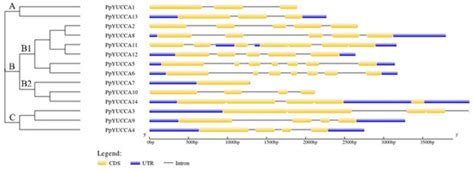 Genome-Wide Identification and Expression Analysis of the PpYUCCA Gene ...