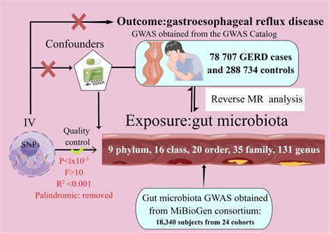Frontiers | Causal relationship between gut microbiota and risk of gastroesophageal reflux ...