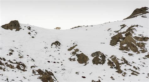 10 Things You Need To Know About Snow Leopards | Nature inFocus