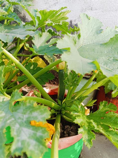 UGAOO Squash or Zucchini Vegetable Seeds (Green, Pack of 2g) & UGAOO ...
