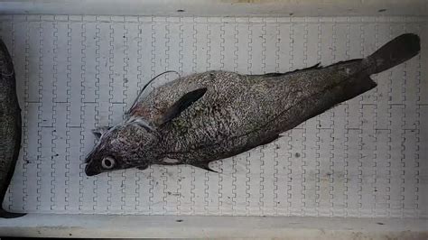 Fish Identification 的图像结果