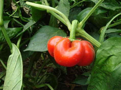 How to Grow Bell Pepper Plants - Garden and Happy