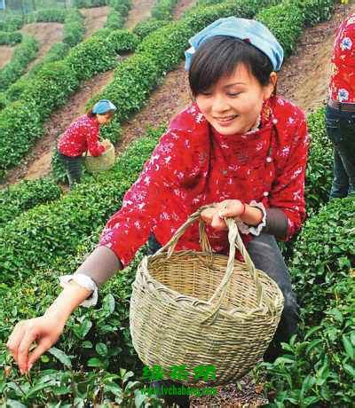 最全剧透！厝斗村畲族采茶文化节来了，就在本周六！_河市