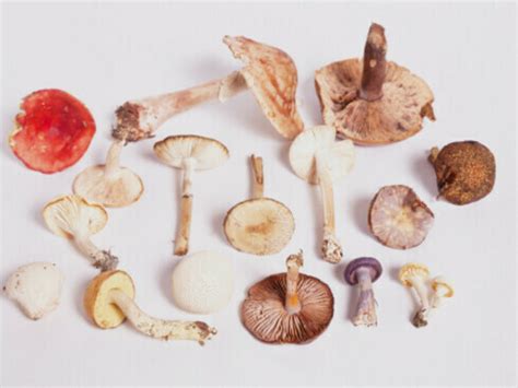 Las plantas se comunican mediante una red formada por hongos | Meer